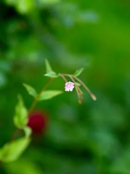 Close-up of a Tiny Flower Foto stock