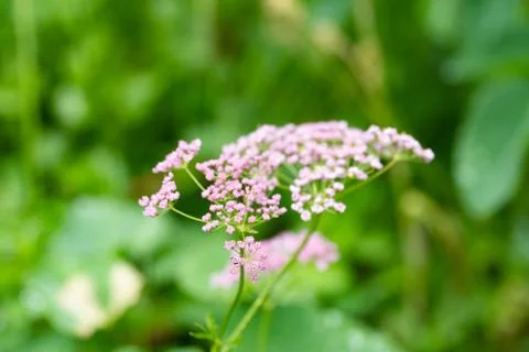 Close up of tiny flowers in the nature Stock Photos