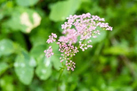 Close up of tiny flowers in the nature Stock Photos