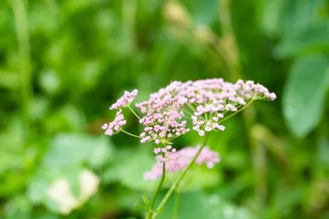 Close up of tiny flowers in the nature Stock Photos