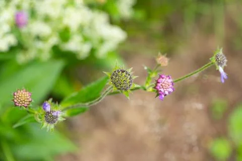 Close up of tiny flowers in the nature Stock Photos