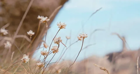 Close up of tiny flowers with stone lighthose blurred in background at french Vídeos de archivo 165086976