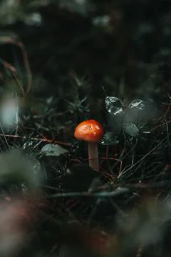 Close-up of a tiny fly amanita in a dark and predatory corner among ferns and Stock Photos