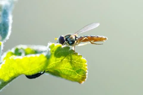 Close-up of a tiny fly resting on vibrant green foliage Stock Photos