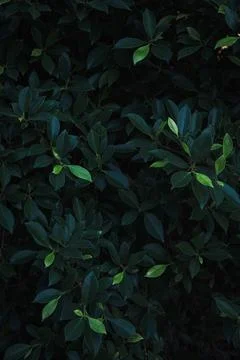 Close up tiny fresh green leave bushes dark background 스톡 사진