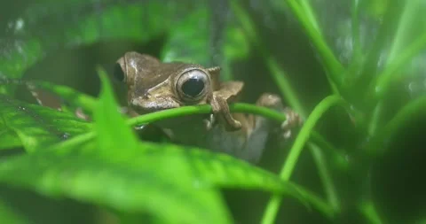 Close-up of a tiny frog on a green leaf. The frog is brown and has big, black Stock Footage 287505863
