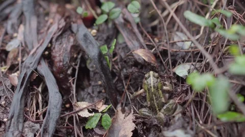 Close-Up of a Tiny Frog in Its Natural Habitat Stock Footage 303000473