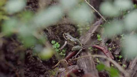 Close-Up of a Tiny Frog in Its Natural Habitat Stock Footage 303000498