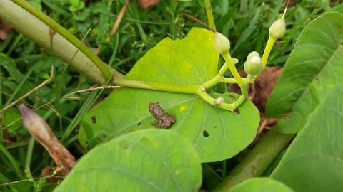 Close up of tiny frogs sitting on a green leaf. Stock Footage 150089092