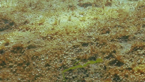 Close-up of tiny gas bubbles in mucous membranes of unicellular algae, bubbles Stock Footage 327208570