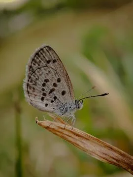 Close-up of Tiny grass blue (zizula hilax) Stock Photos