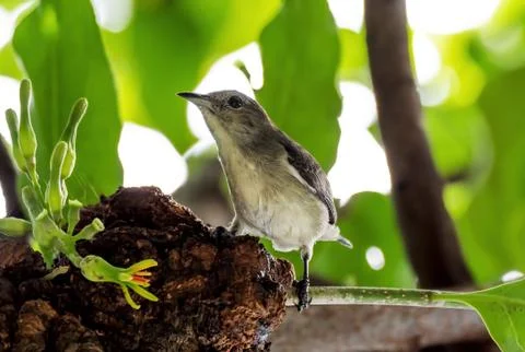 Close up Tiny Gray Bird Perched on Branch Isolated on Background Stockfoto's