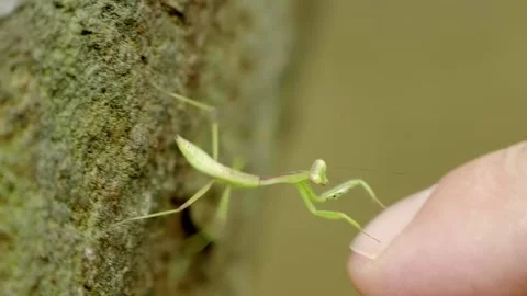 A close-up of a tiny green Asian praying mantis running on a man’s hand Stock Footage 333356307