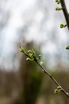 Close up of tiny green buds emerging from a thin brown tree branch in spring Foto stock