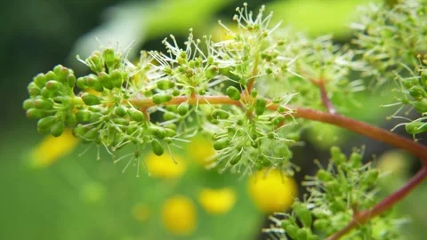 Close-up of tiny green grape flower buds blooming on a grapevine branch Stock Footage 336508254