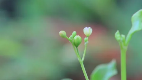 Close-up of tiny green plant buds with soft background in natural light Stock-Footage 333803202