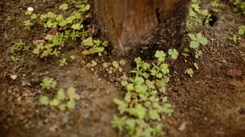 Close Up of Tiny Green Plants Growing Around Wooden Post in Moist Soil Stock Footage 337455971