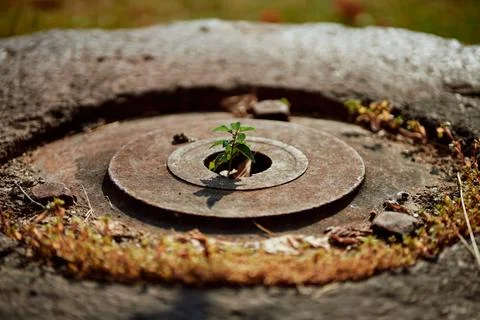 Close-up of a tiny green sprout growing through a rusty metal hole Stock Photos