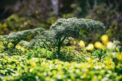 Close up on tiny green tree shaped plants Stock Photos