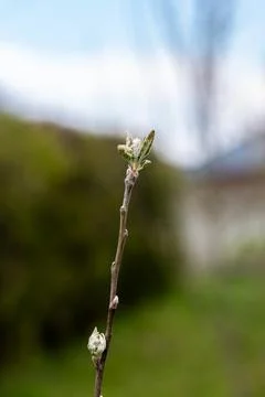 Close up of tiny grey buds growing on a thin bare branch on a blurred background Фото