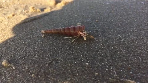 Close-Up of a Tiny Hermit Crab on Sandy Beach – Marine Life Photography Stock Footage 293000234