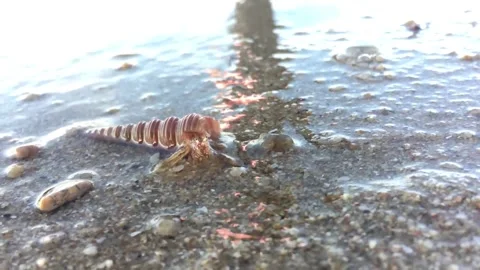Close-Up of a Tiny Hermit Crab on Sandy Beach – Marine Life Photography Stock Footage 293000236