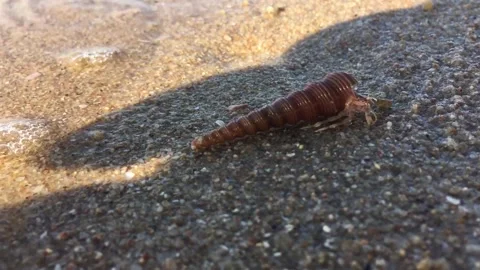 Close-Up of a Tiny Hermit Crab on Sandy Beach – Marine Life Photography Stock Footage 293000238