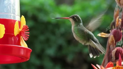 Close-up of a tiny hummingbird hovering while feeding on sweet nectar from .. Stock Footage 301649408