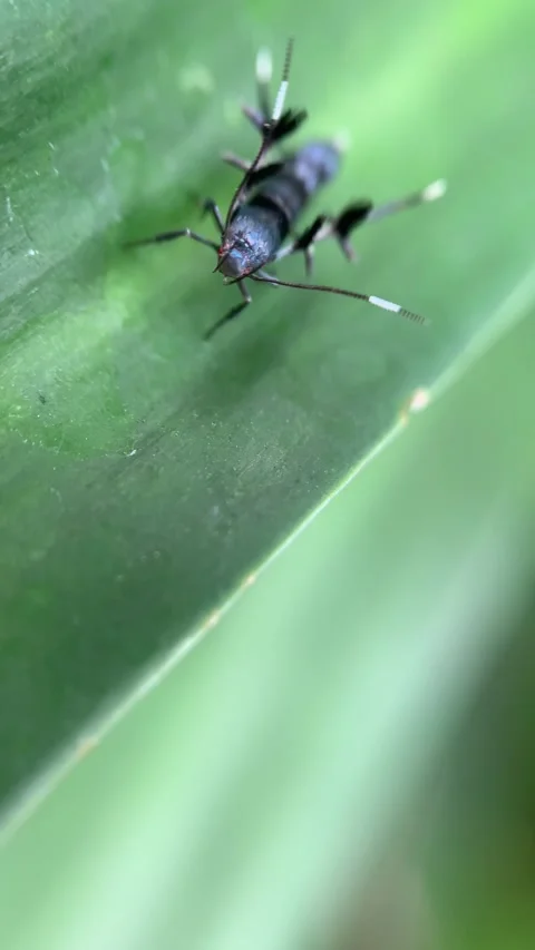 Close-up of a Tiny Insect on a Green Leaf Stock Footage 287994578