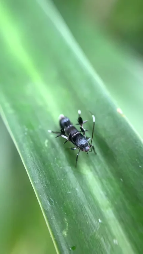 Close-up of a Tiny Insect on a Green Leaf Video stock 287994657