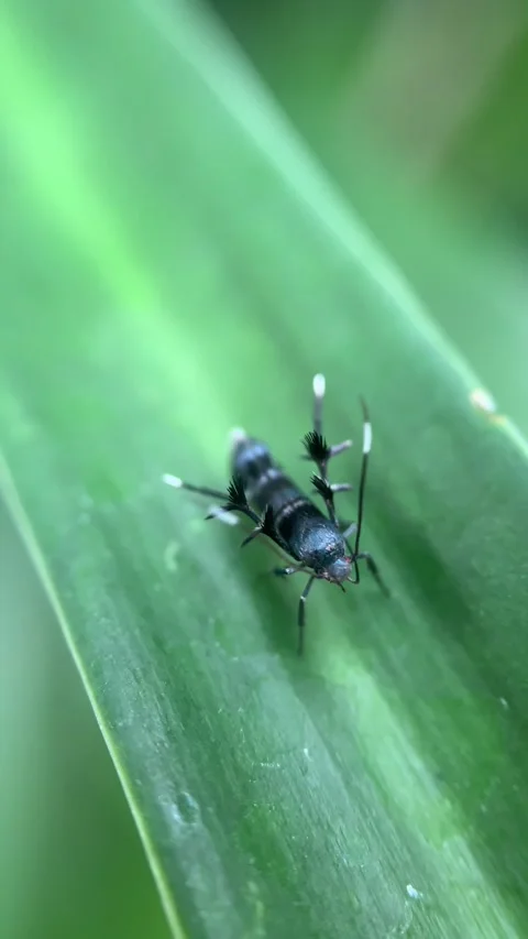 Close-up of a Tiny Insect on a Green Leaf Video stock 287994694