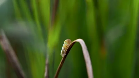 A close-up of a tiny insect resting on a leaf surrounded by greenery Stock Footage 304538894