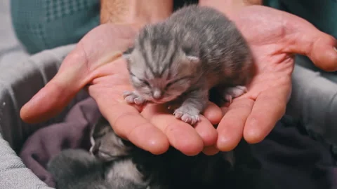 Close-up of Tiny Kitten Yawning in Hand Stock Footage 291694545