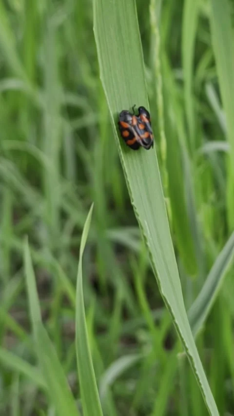 Close-up of a tiny ladybug clinging to a bright green blade of grass Stock Footage 335388411