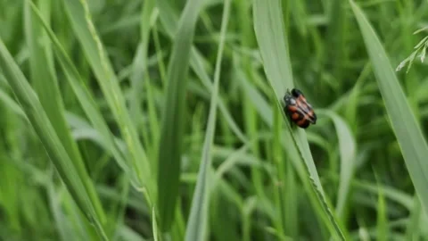 Close-up of a tiny ladybug clinging to a bright green blade of grass Stock Footage 335388416