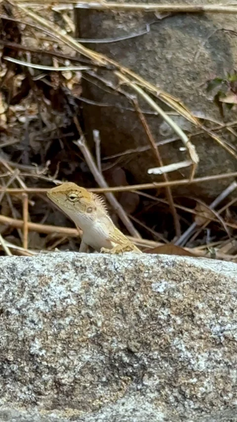 Close up of a tiny light brown lizard perched alertly on a textured road. 스톡 동영상 346046214