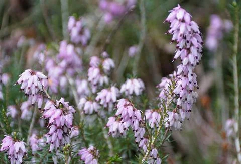 Close up of the tiny light purple flowers of Winter Heath, with scientific .. Stock Photos