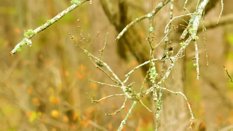 Close up tiny male ruby thraoated humming bird Stock Footage 152647980