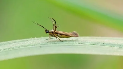 Close-up of a Tiny Micro Moth on a Leaf, Long Antennae Legs 4K Stock Footage 318843871