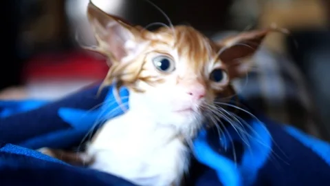Close up of a tiny orange kitten wrapped in a blue towel after a bath. Stock Footage 110434044