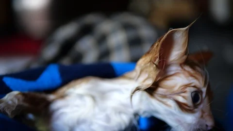 Close up of a tiny orange kitten wrapped in a blue towel after a bath. Stock Footage 110436776