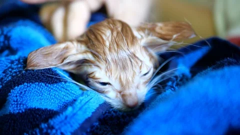 Close up of a tiny orange kitten wrapped in a blue towel after a bath. Stock-Footage 110438112
