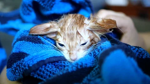 Close up of a tiny orange kitten wrapped in a blue towel after a bath. Stock Footage 110438367