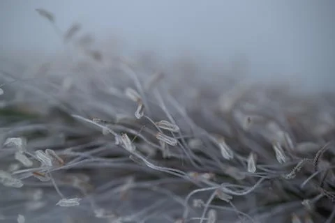 Close-up of tiny pale stamens and fine filaments. Stock-Fotos
