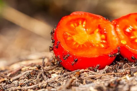 Close-up of a tiny pavement ant Tetramorium immigrans drinking from a drop of Stock Photos