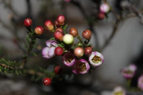 Close-up tiny pink flowers Stock Photos