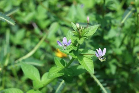 Close up of tiny purple flower Stock Photos