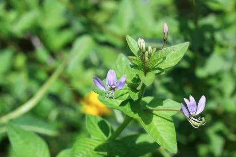 Close up of tiny purple flower 写真素材