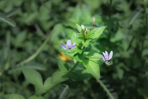 Close up of tiny purple flower 写真素材