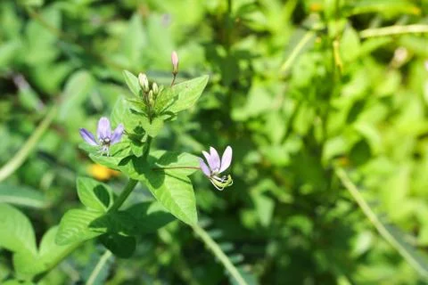 Close up of tiny purple flower 写真素材